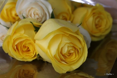 IMG_7398 IMG_7398