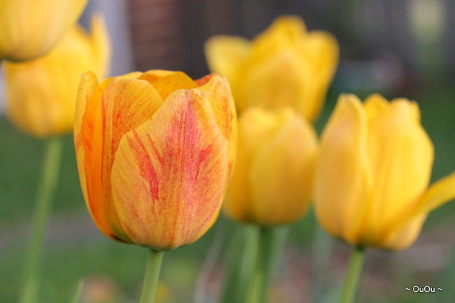 Tulips in my garden