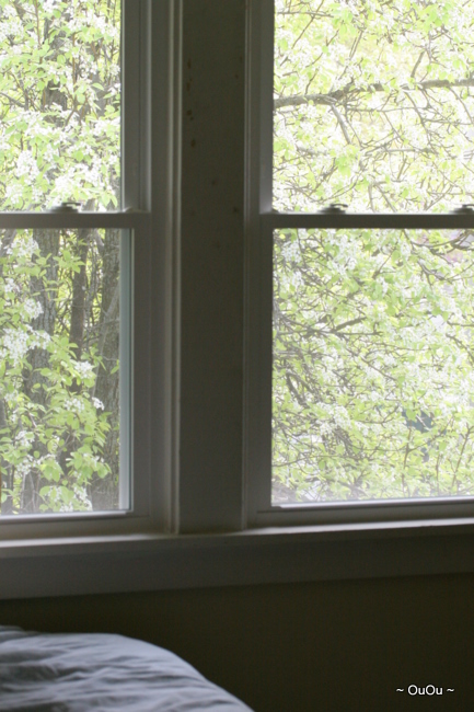 Pear tree blossoms. What a view from my bedroom windows. 