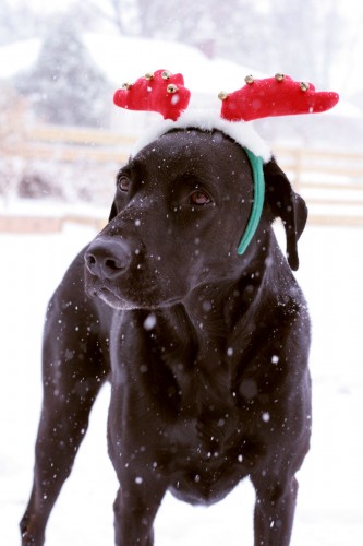 Reindeer Kai waiting for Santa