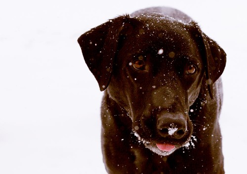 Kai in snow