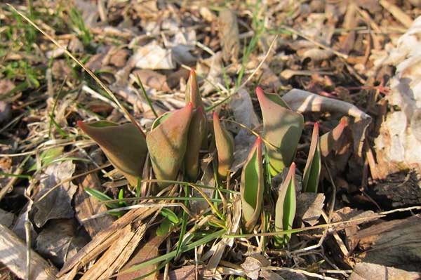 Tulips are peeking out of the ground! :)