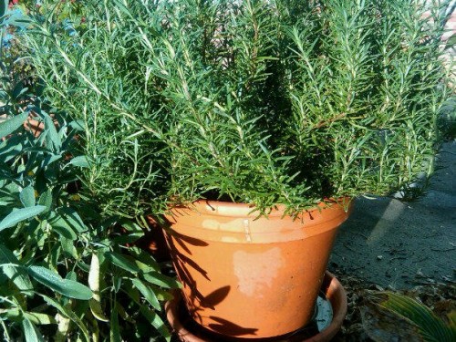 Potted my beautiful rosemary plant. Gonna bring it indoor soon. It smells divine.