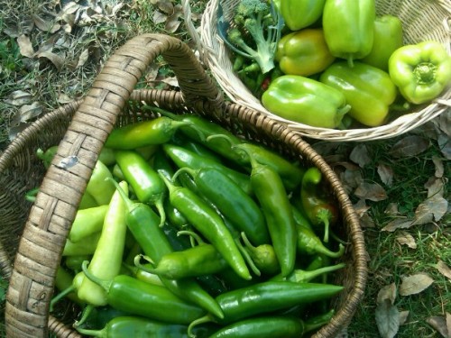 The joy of harvesting