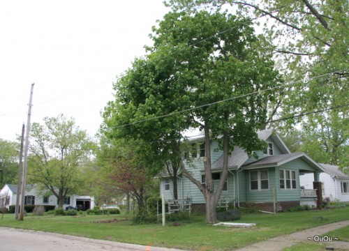 side yard (before)