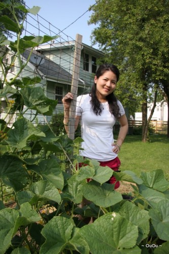 IMG_7218 Cucumbers going vertical