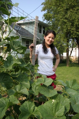 Cucumbers going vertical