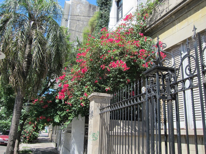 Beautiful Bougainivillea flower blooming (these flowers are originally native to South America, now very popular in S. E. Asia.)